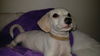 Perla A dachshund-Terrier puppy