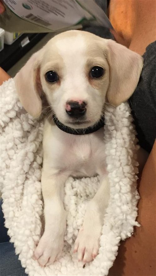 Carina, A Terrier dachshund puppy