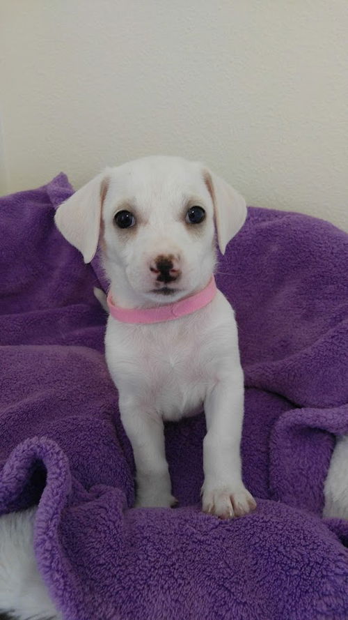 Clara, A Dachshund &Parson Russell Terrier puppy