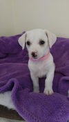 Clara, A Dachshund &Parson Russell Terrier puppy