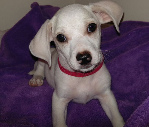 Tux, A Terrier-Dachshund mix puppy
