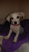 Tux, A Terrier-Dachshund mix puppy