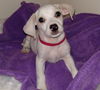 Tux, A Terrier-Dachshund mix puppy