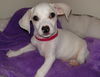 Tux, A Terrier-Dachshund mix puppy