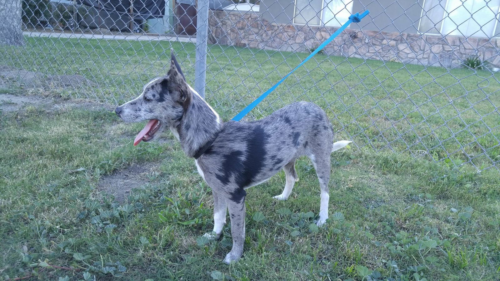 Australian shepherd sales rat terrier