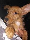 Skippy, Irish Terrier-doxie puppy