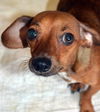 Kula, a dachshund mix