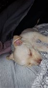 Sheba, 4 month Fox Terrier mix puppy