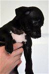 Dexter, a 2 month old puppy
