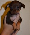 Poppy, 9 week old female It. greyhound-Terrier mix