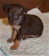 Poppy, 9 week old female It. greyhound-Terrier mix