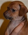 Hazel, 8 week it. greyhound-Terrier puppy