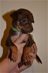 Pretzel, 8 week Old It. Greyhound-Terrier puppy