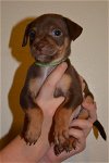 Pretzel, 8 week Old It. Greyhound-Terrier puppy