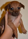 Luis an Italian Greyhound mix puppy