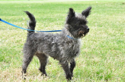 Toto, a Cairn Terrier
