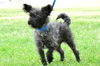 Toto, a Cairn Terrier