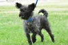 Toto, a Cairn Terrier