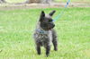 Toto, a Cairn Terrier