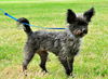 Toto, a Cairn Terrier
