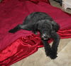 Scamp,  6 month Schnoodle