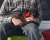 Scamp,  6 month Schnoodle