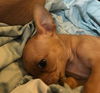 Keesha, A French Bully-Dachshund puppy