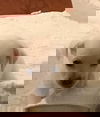 Toby, a young puppy