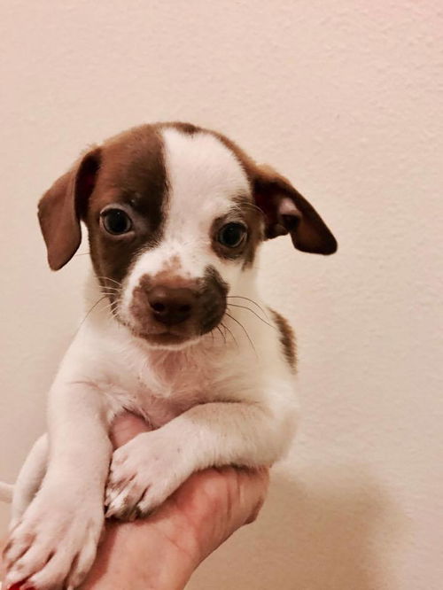 Blake, A Taco Terrier puppy