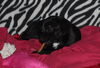 Sheryl  A Dachshund mix puppy