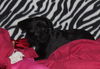 Sheryl  A Dachshund mix puppy
