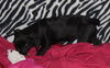 Sheryl  A Dachshund mix puppy