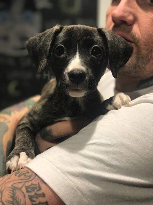 Gypsie, a Lab mix puppy