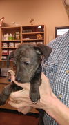 Colby, dachshund, Staffie, lab mix puppy