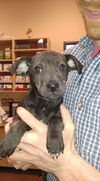 Colby, dachshund, Staffie, lab mix puppy