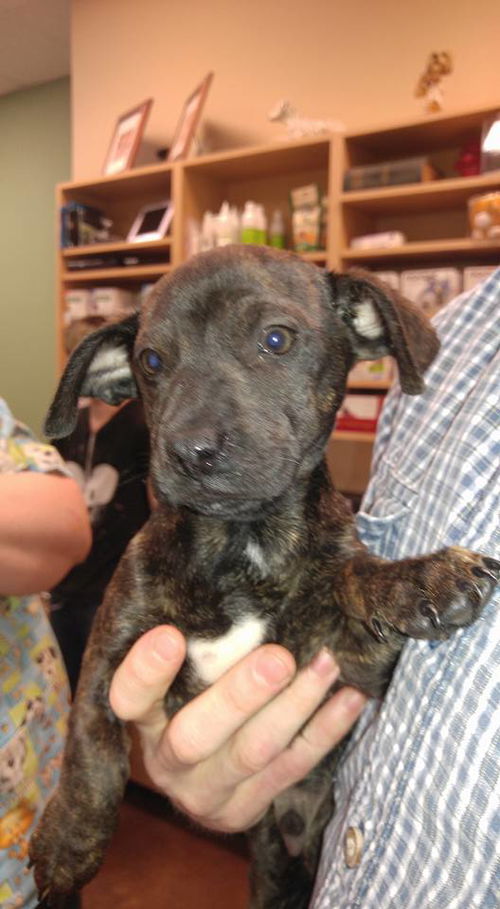 Aries, a dachshund mix puppy