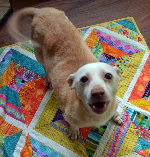 Snowy, a senior Dachshund mix