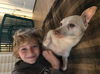 Snowy, a senior Dachshund mix