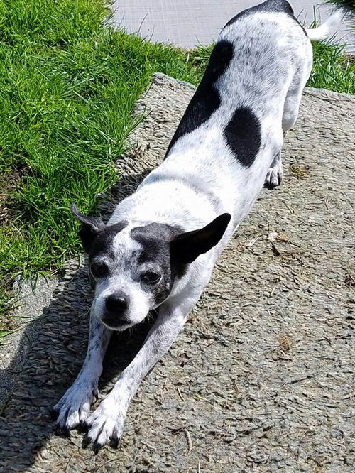 Chips, A senior JRT- Rat Terrier