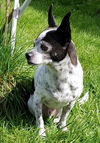 Chips, A senior JRT- Rat Terrier