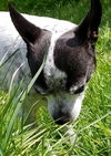 Chips, A senior JRT- Rat Terrier