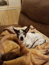 Chips, A senior JRT- Rat Terrier