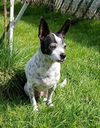 Chips, A senior JRT- Rat Terrier