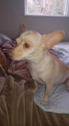 Maize, A chihuahua mix girl