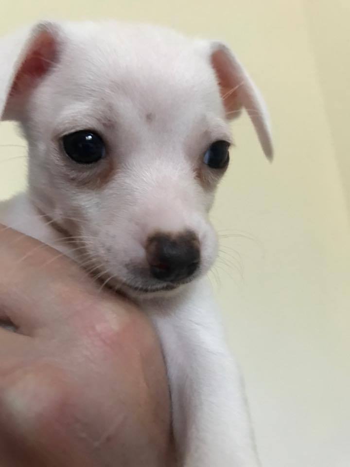 Taco store terrier puppy