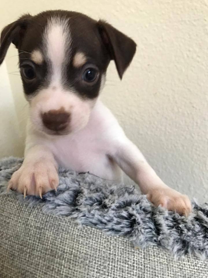 Taco terrier puppies for sale best sale near me