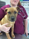 Wyatt, Hound-Lab puppy