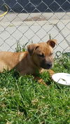 Wyatt, Hound-Lab puppy