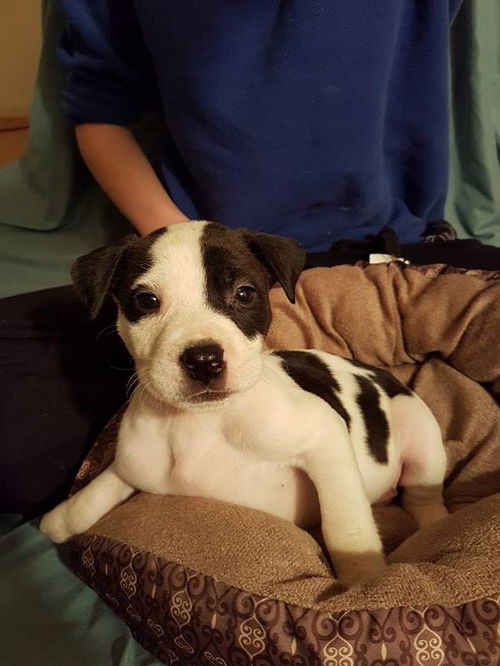 Logan, a Staffordshire Terrier mix puppy