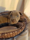 Jahseh  staffordshire Terrier mix puppy